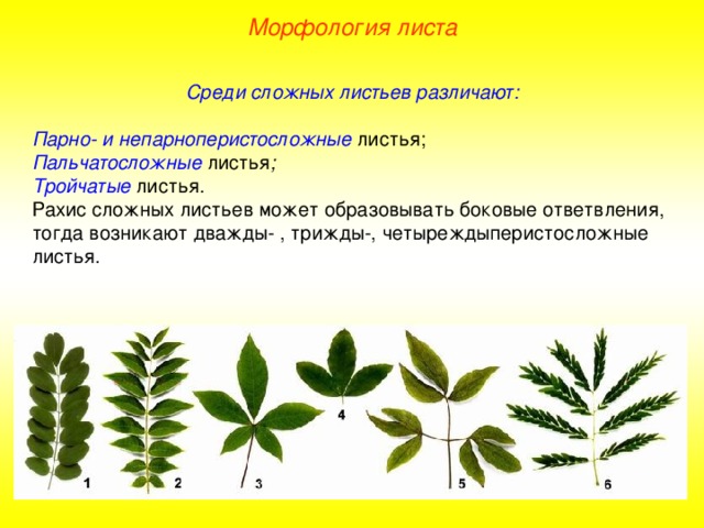 Морфология листа Среди сложных листьев различают:  Парно- и непарноперистосложные листья; Пальчатосложные  листья ; Тройчатые листья. Рахис сложных листьев может образовывать боковые ответвления, тогда возникают дважды- , трижды-, четыреждыперистосложные листья. 