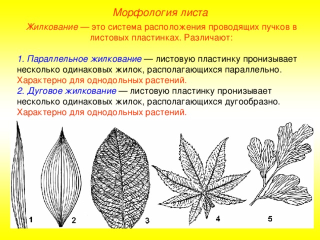 Морфология листа Жилкование — это система расположения проводящих пучков в листовых пластинках. Различают: 1. Параллельное жилкование — листовую пластинку пронизывает несколько одинаковых жилок, располагающихся параллельно. Характерно для однодольных растений. 2. Дуговое жилкование — листовую пластинку пронизывает несколько одинаковых жилок, располагающихся дугообразно. Характерно для однодольных растений. 