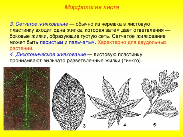 Морфология листа 3. Сетчатое жилкование — обычно из черешка в листовую пластинку входит одна жилка, которая затем дает ответвления — боковые жилки, образующие густую сеть. Сетчатое жилкование может быть перистым и пальчатым . Характерно для двудольных растений. 4. Дихотомическое жилкование — листовую пластинку пронизывают вильчато разветвленные жилки (гинкго).  