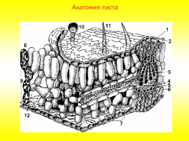 Анатомия листа  