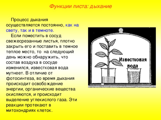 Функции листа: дыхание  Процесс дыхания осуществляется постоянно, как на свету, так и в темноте.  Если поместить в сосуд свежесрезанные листья, плотно закрыть его и поставить в темное теплое место, то на следующий день можно обнаружить, что состав воздуха в сосуде изменился, известковая вода мутнеет. В отличие от фотосинтеза, во время дыхания происходит освобождение энергии, органические вещества окисляются, и происходит выделение углекислого газа. Эти реакции протекают в митохондриях клеток.  
