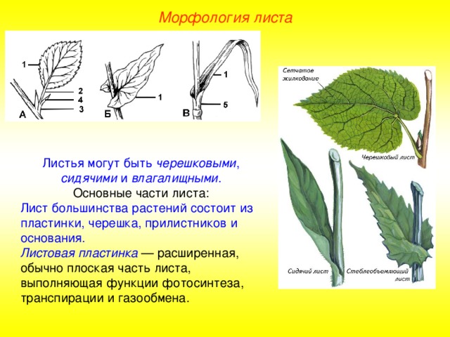 Морфология листа Листья могут быть черешковыми , сидячими и влагалищными . Основные части листа: Лист большинства растений состоит из пластинки, черешка, прилистников и основания. Листовая пластинка — расширенная, обычно плоская часть листа, выполняющая функции фотосинтеза, транспирации и газообмена.  