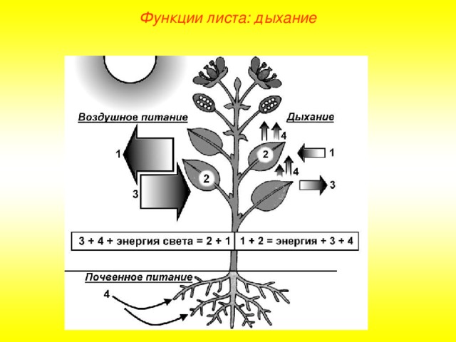 Функции листа: дыхание 