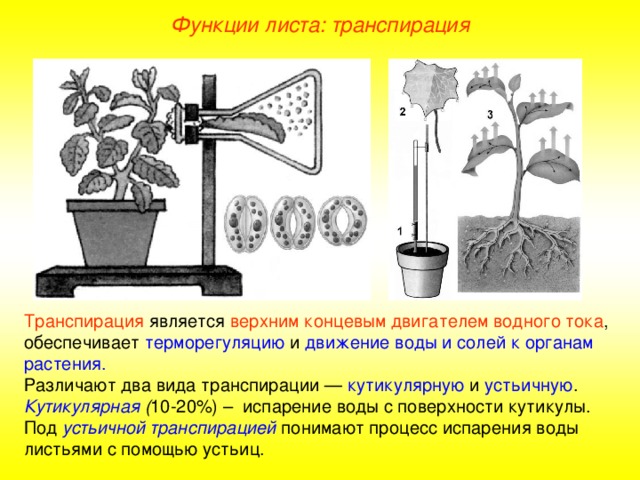 Функции листа: транспирация Транспирация является верхним концевым двигателем водного тока , обеспечивает терморегуляцию и движение воды и солей к органам растения. Различают два вида транспирации — кутикулярную и устьичную . Кутикулярная ( 10-20%)  – испарение воды с поверхности кутикулы. Под устьичной транспирацией понимают процесс испарения воды листьями с помощью устьиц.  