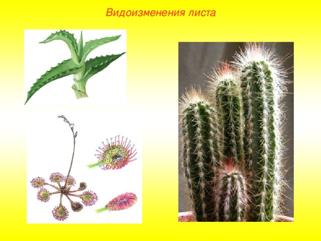 Видоизменения листа  