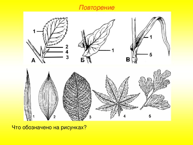 Повторение Что обозначено на рисунках?  