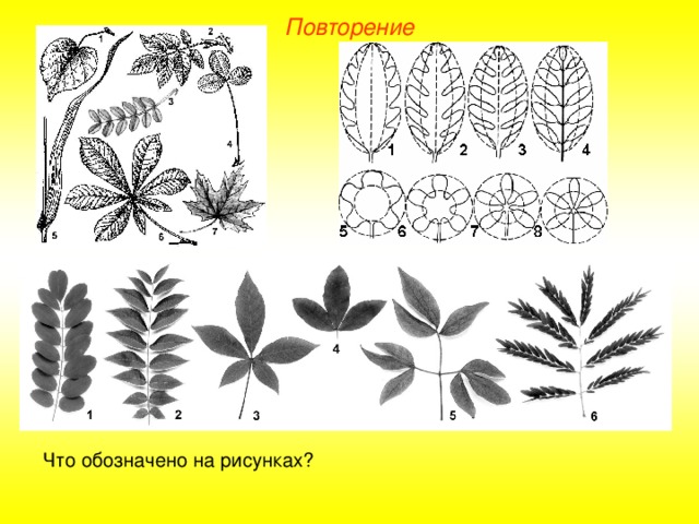 Повторение Что обозначено на рисунках?  