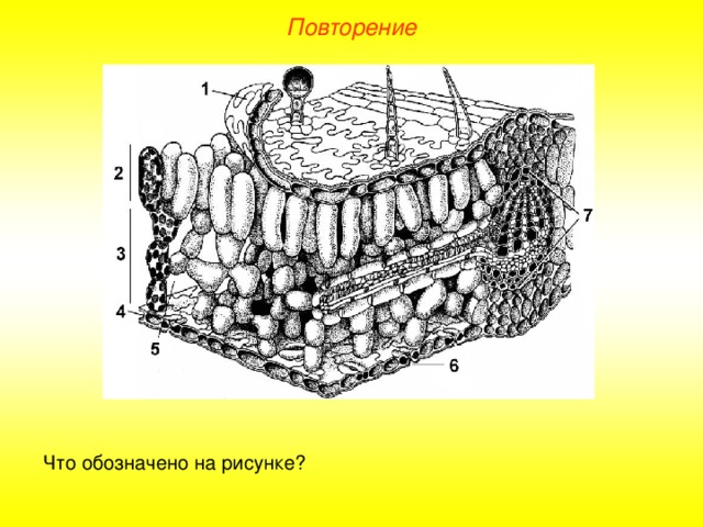 Повторение Что обозначено на рисунке?  