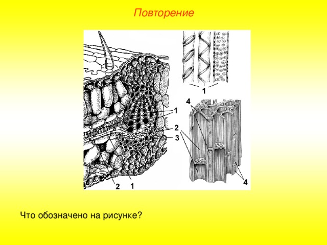 Повторение Что обозначено на рисунке?  