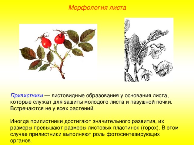 Морфология листа Прилистники — листовидные образования у основания листа, которые служат для защиты молодого листа и пазушной почки. Встречаются не у всех растений. Иногда прилистники достигают значительного развития, их размеры превышают размеры листовых пластинок (горох). В этом случае прилистники выполняют роль фотосинтезирующих органов.  
