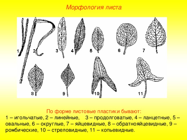 Морфология листа По форме листовые пластики бывают: 1 – игольчатые, 2 – линейные, 3 – продолговатые, 4 – ланцетные, 5 – овальные, 6 – округлые, 7 – яйцевидные, 8 – обратнояйцевидные, 9 – ромбические, 10 – стреловидные, 11 – копьевидные.  