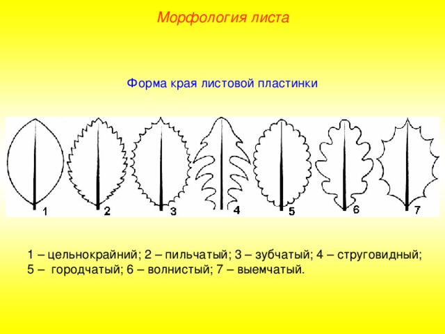 Морфология листа Форма края листовой пластинки 1 – цельнокрайний; 2 – пильчатый; 3 – зубчатый; 4 – струговидный; 5 – городчатый; 6 – волнистый; 7 – выемчатый. 