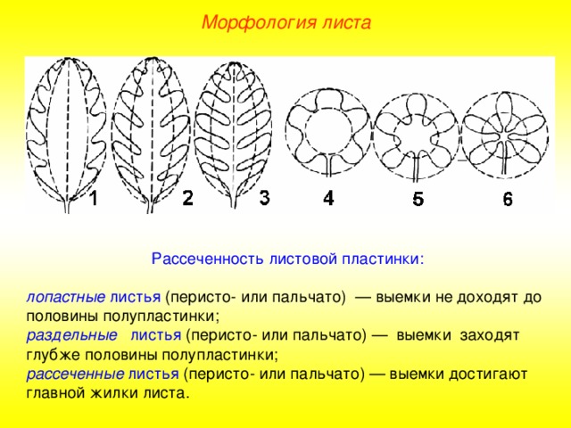 Морфология листа Рассеченность листовой пластинки: лопастные листья (перисто- или пальчато) — выемки не доходят до половины полупластинки; раздельные листья (перисто- или пальчато) — выемки заходят глубже половины полупластинки; рассеченные листья (перисто- или пальчато) — выемки достигают главной жилки листа. 