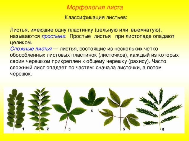 Морфология листа Классификация листьев: Листья, имеющие одну пластинку (цельную или выемчатую), называются простыми . Простые листья при листопаде опадают целиком. Сложные листья — листья, состоящие из нескольких четко обособленных листовых пластинок (листочков), каждый из которых своим черешком прикреплен к общему черешку (рахису). Часто сложный лист опадает по частям: сначала листочки, а потом черешок. 