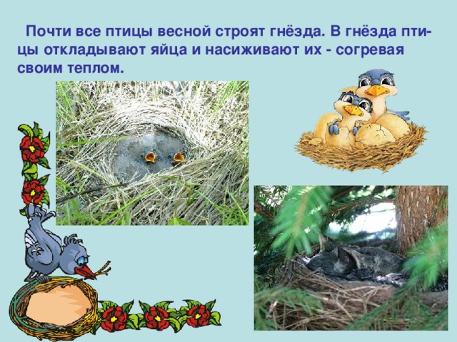  Почти все птицы весной строят гнёзда. В гнёзда пти-цы откладывают яйца и насиживают их - согревая своим теплом.  