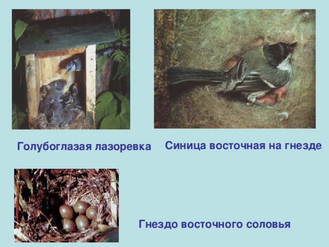 Синица восточная на гнезде Голубоглазая лазоревка Гнездо восточного соловья 