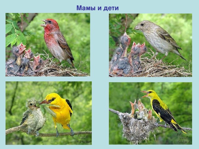 Мамы и дети 