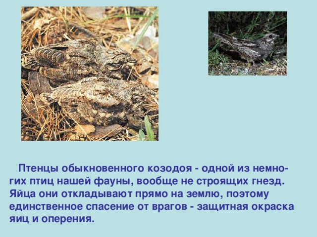  Птенцы обыкновенного козодоя - одной из немно-гих птиц нашей фауны, вообще не строящих гнезд.  Яйца они откладывают прямо на землю, поэтому единственное спасение от врагов - защитная окраска яиц и оперения.  