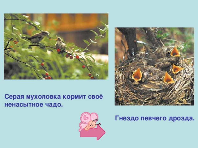 Серая мухоловка кормит своё ненасытное чадо. Гнездо певчего дрозда. 