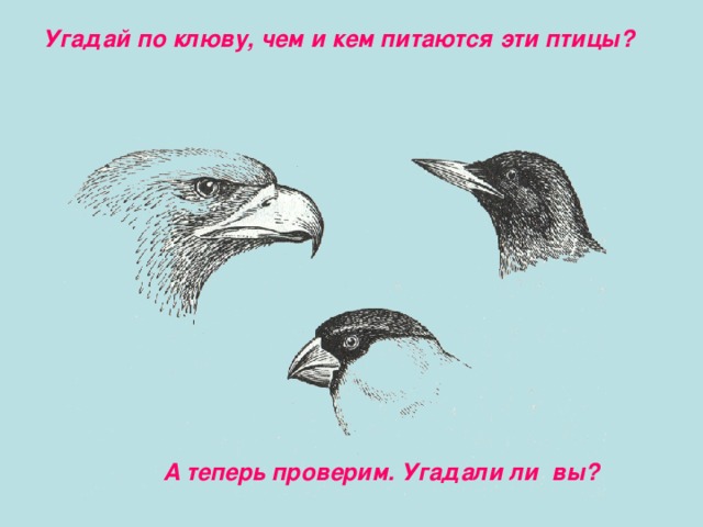 Угадай по клюву, чем и кем питаются эти птицы? А теперь проверим. Угадали ли вы? 