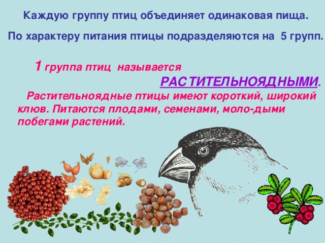  Каждую группу птиц объединяет одинаковая пища.   По характеру питания птицы подразделяются на 5 групп.  1 группа птиц называется  РАСТИТЕЛЬНОЯДНЫМИ .  Растительноядные птицы имеют короткий, широкий клюв. Питаются плодами, семенами, моло-дыми побегами растений. 