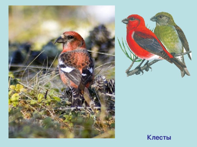 Клесты 