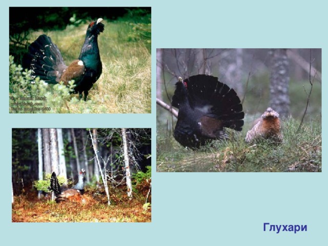 Глухари 