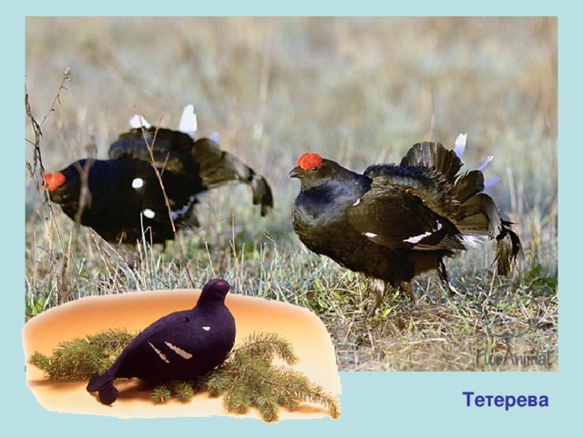 Тетерева 