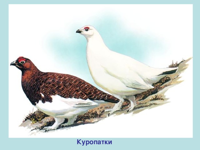 Куропатки 