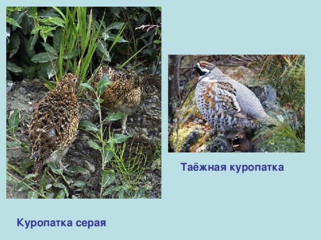 Таёжная куропатка Куропатка серая 