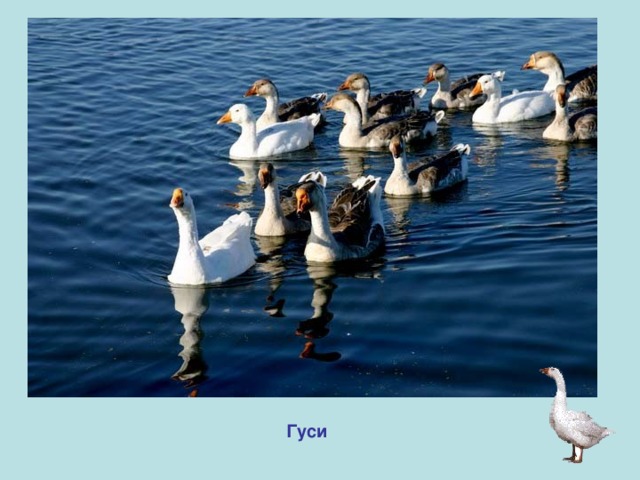 Гуси 
