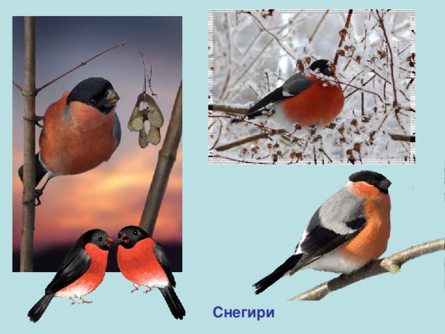 Снегири 