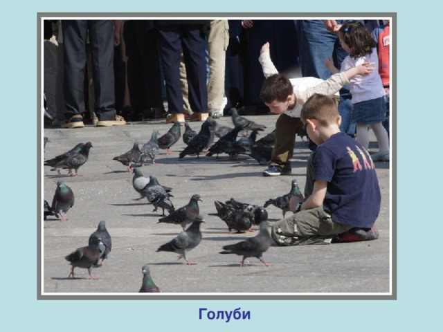 Голуби 