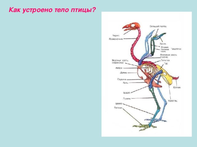 Как устроено тело птицы? 