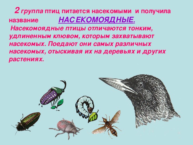  2 группа птиц питается насекомыми и получила название  НАСЕКОМОЯДНЫЕ .  Насекомоядные птицы отличаются тонким, удлиненным клювом, которым захватывают насекомых. Поедают они самых различных насекомых, отыскивая их на деревьях и других растениях. 