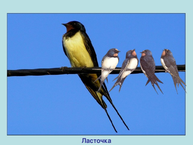 Ласточка 