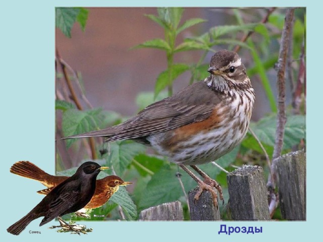 Дрозды 