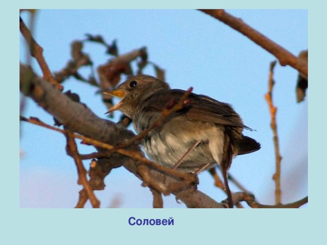 Соловей 