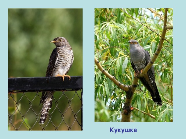 Кукушка 