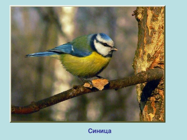 Синица 