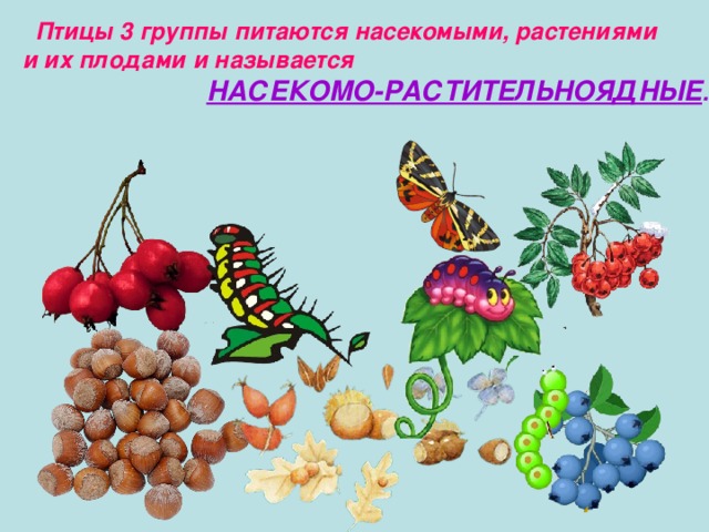  Птицы 3 группы питаются насекомыми, растениями и их плодами и называется   НАСЕКОМО-РАСТИТЕЛЬНОЯДНЫЕ .   