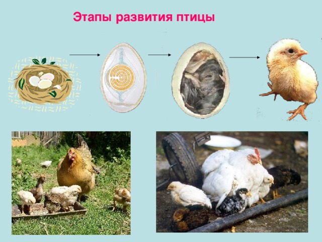 Этапы развития птицы 