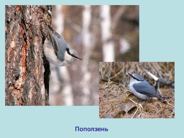 Поползень 