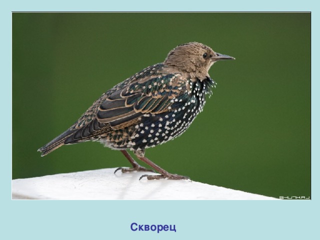 Скворец 