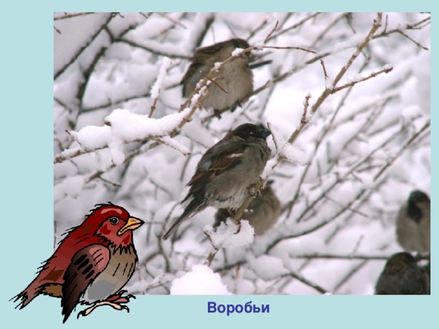 Воробьи 
