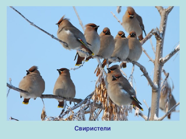 Свиристели 