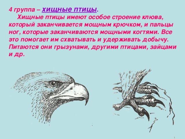 4 группа – хищные птицы .  Хищные птицы имеют особое строение клюва, который заканчивается мощным крючком, и пальцы ног, которые заканчиваются мощными когтями. Все это помогает им схватывать и удерживать добычу. Питаются они грызунами, другими птицами, зайцами и др. 
