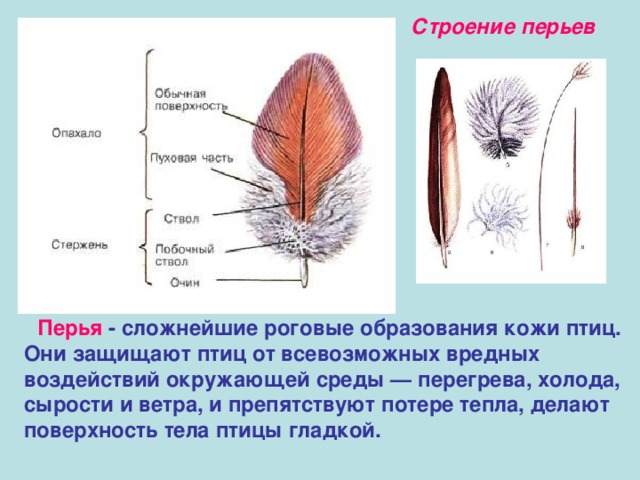 Пуховое перо рисунок и строение