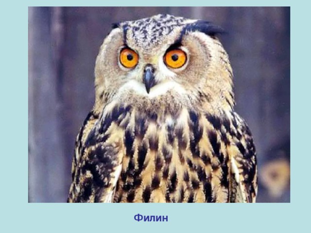 Филин 