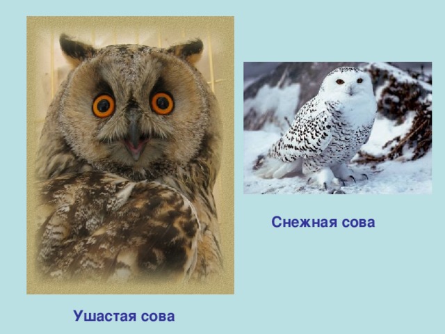 Снежная сова Ушастая сова 